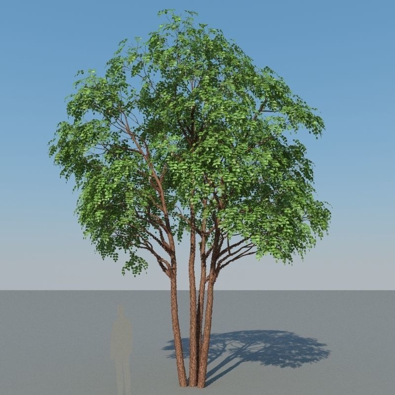 XfrogPlants Gumbo Limbo - Bursera Simaruba  3D model_8