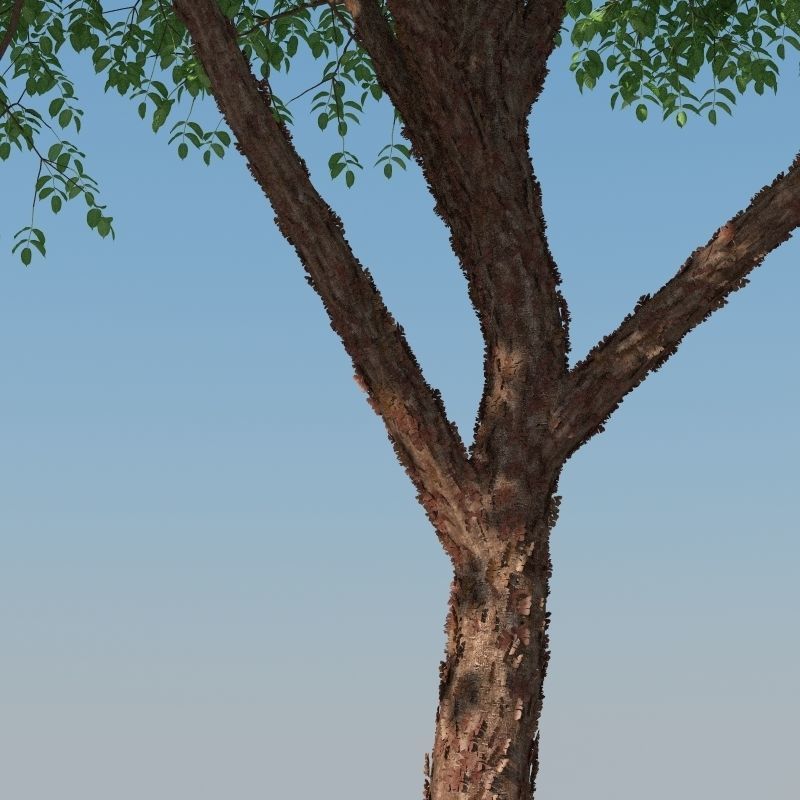 XfrogPlants Gumbo Limbo - Bursera Simaruba  3D model_6