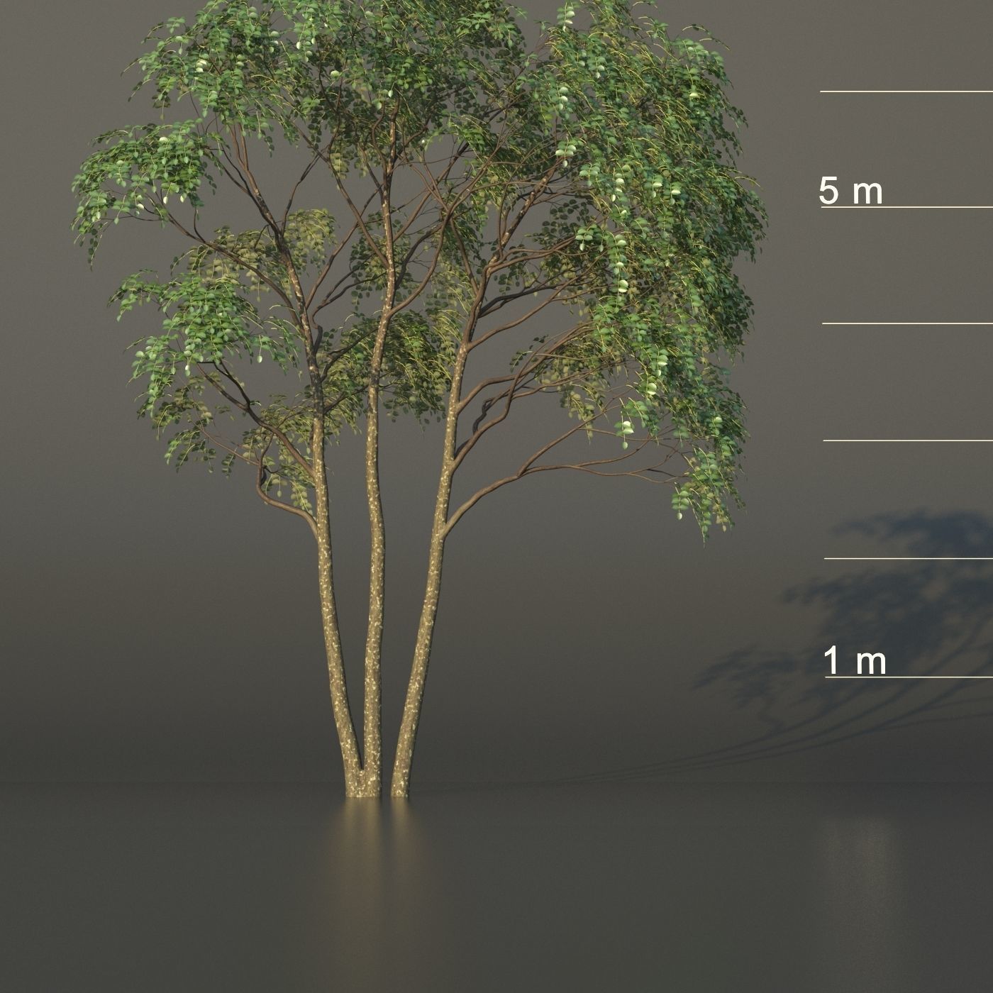 XfrogPlants Gumbo Limbo - Bursera Simaruba  3D model_17