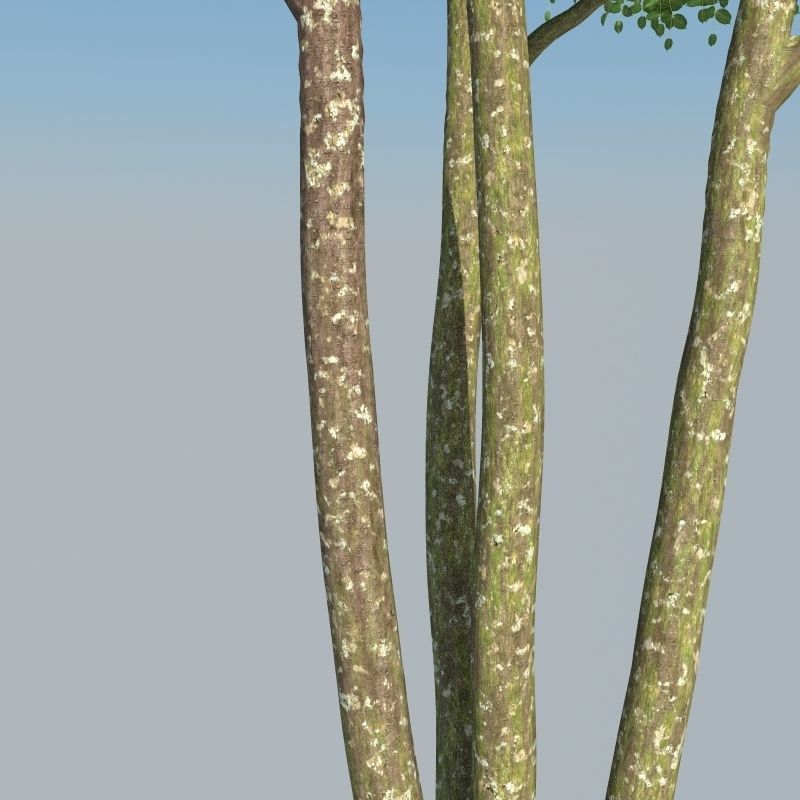 XfrogPlants Gumbo Limbo - Bursera Simaruba  3D model_13