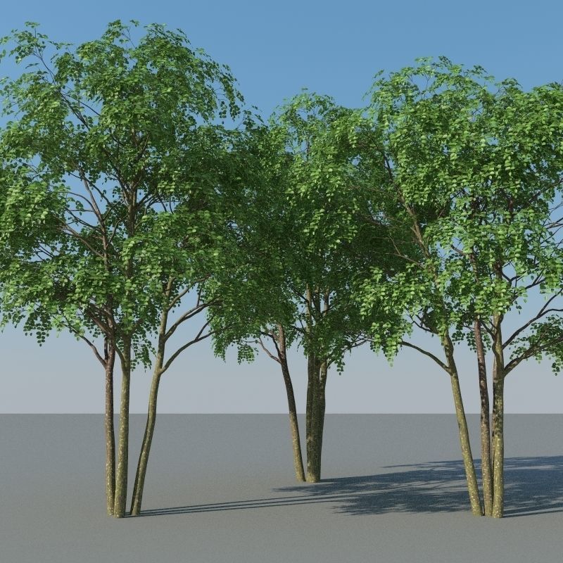 XfrogPlants Gumbo Limbo - Bursera Simaruba  3D model_3