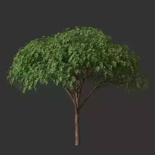 XfrogPlants Gumbo Limbo - Bursera Simaruba  3D model