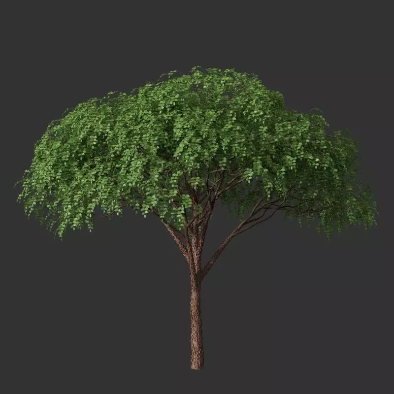XfrogPlants Gumbo Limbo - Bursera Simaruba  3D model_0