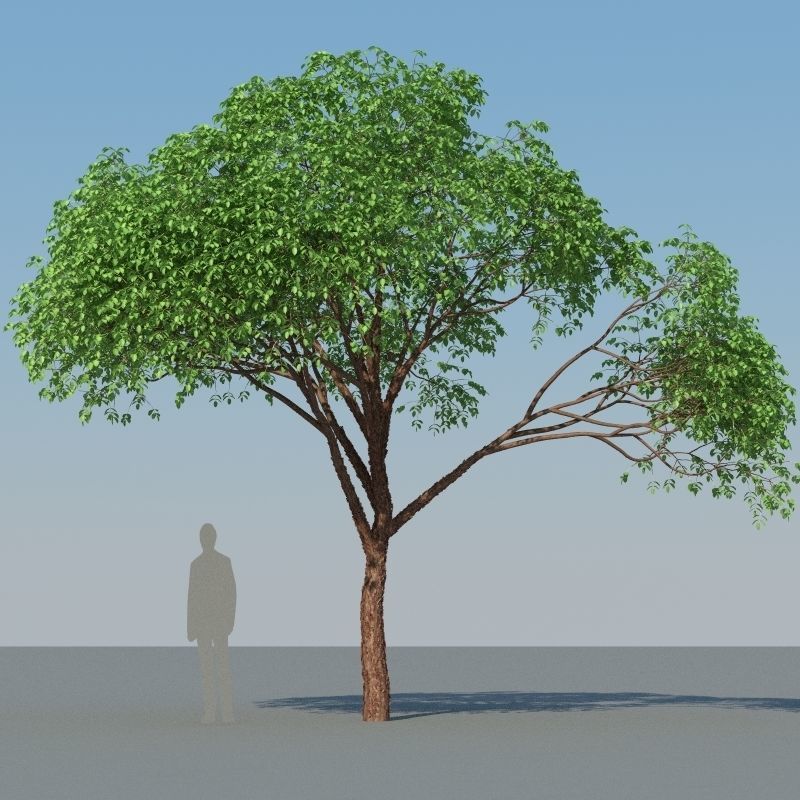 XfrogPlants Gumbo Limbo - Bursera Simaruba  3D model_4