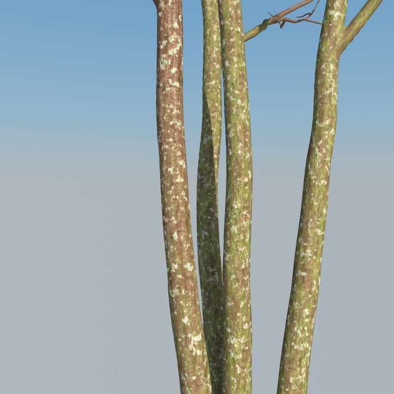 XfrogPlants Gumbo Limbo - Bursera Simaruba  3D model_11