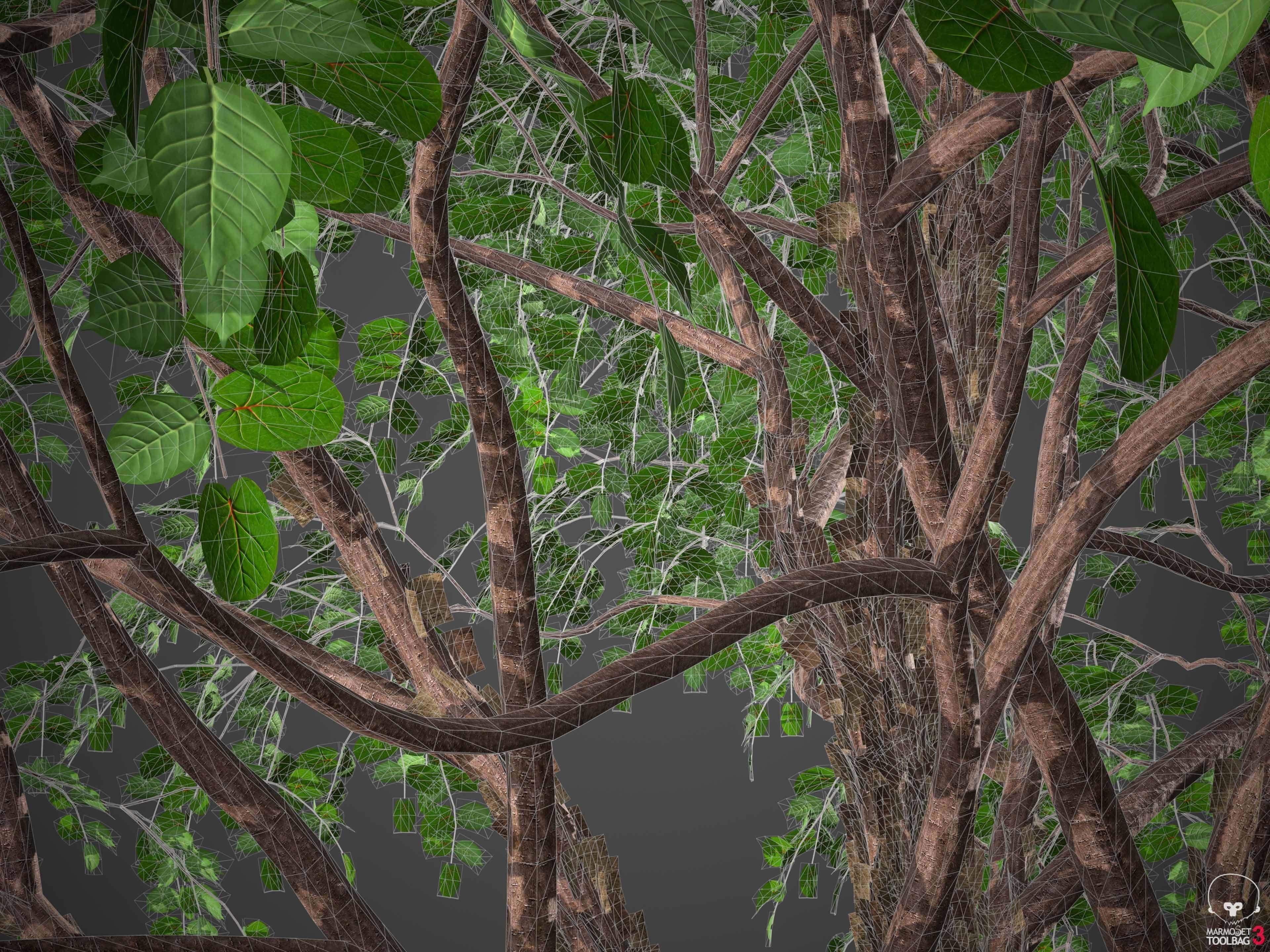 XfrogPlants Gumbo Limbo - Bursera Simaruba  3D model_19