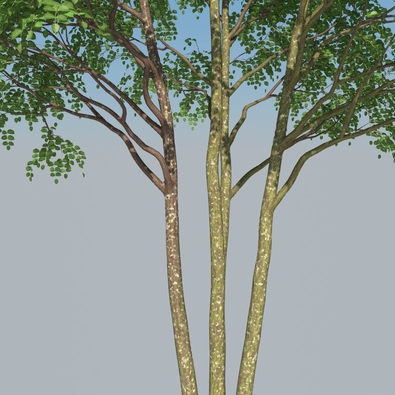 XfrogPlants Gumbo Limbo - Bursera Simaruba  3D model_14
