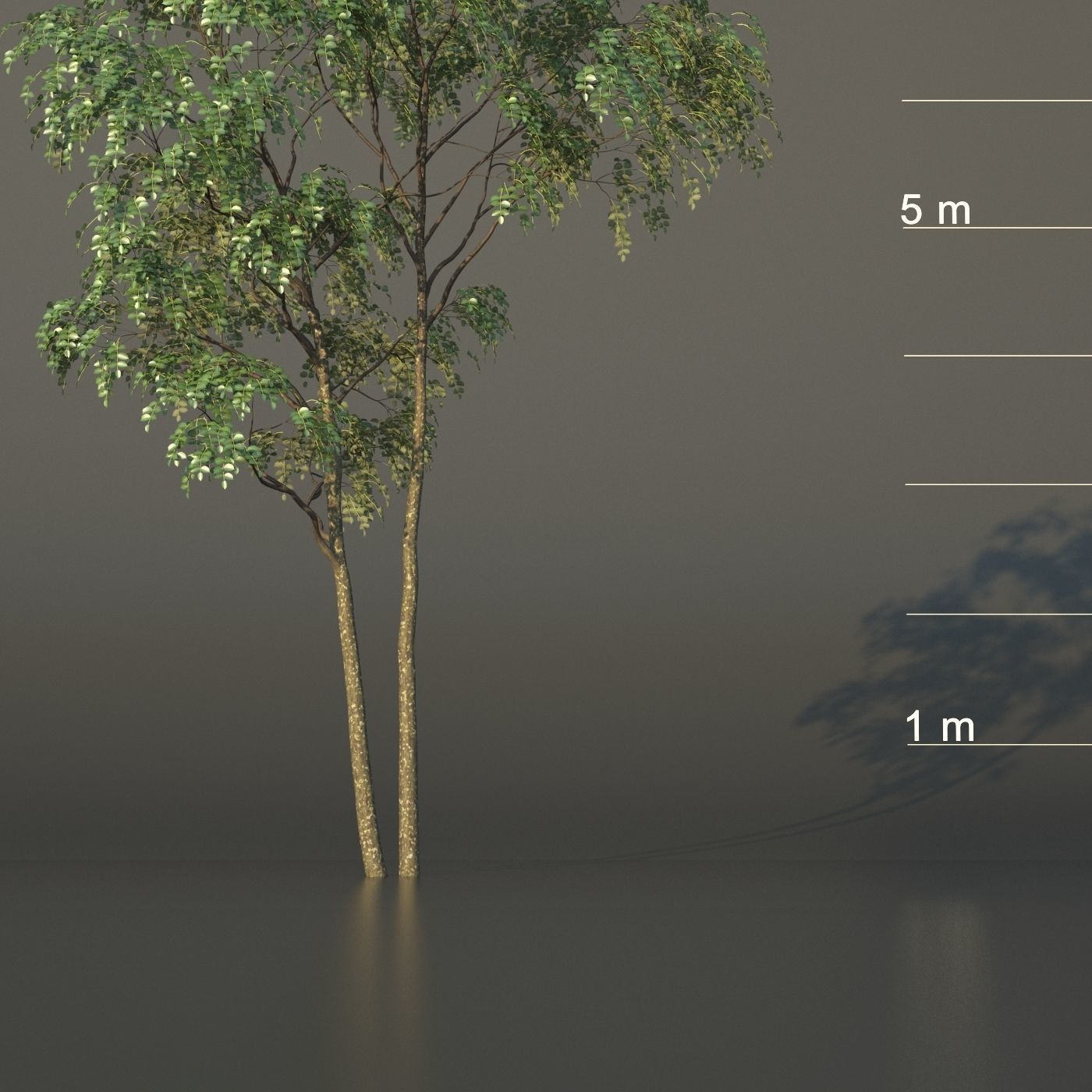 XfrogPlants Gumbo Limbo - Bursera Simaruba  3D model_15