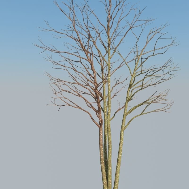 XfrogPlants Gumbo Limbo - Bursera Simaruba  3D model_12