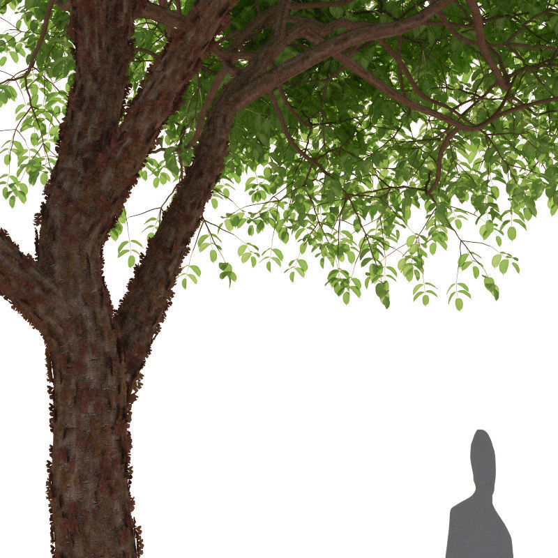 XfrogPlants Gumbo Limbo - Bursera Simaruba  3D model_7