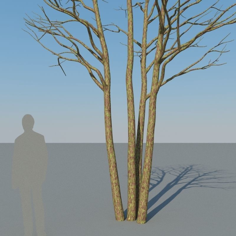 XfrogPlants Gumbo Limbo - Bursera Simaruba  3D model_10