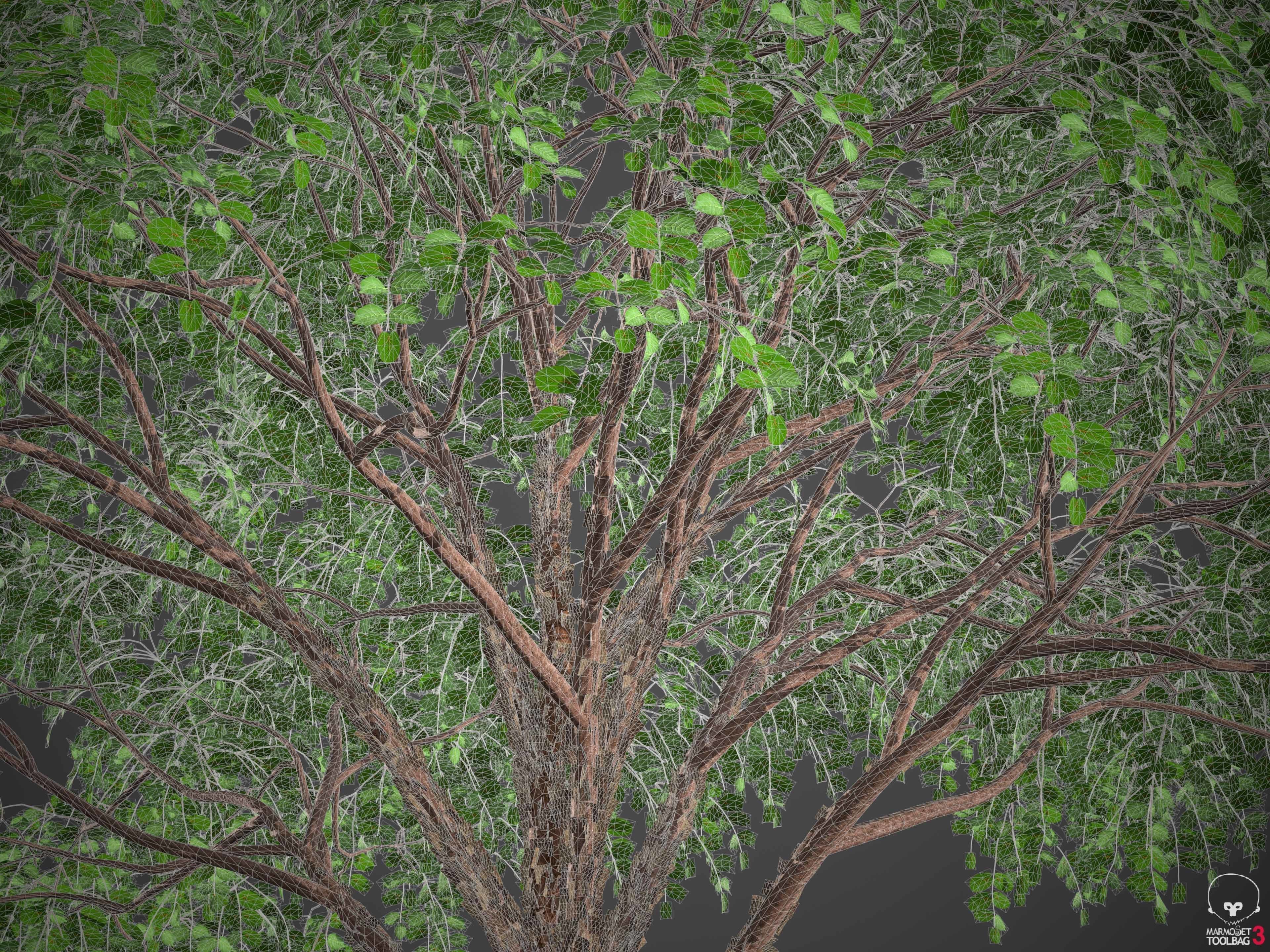 XfrogPlants Gumbo Limbo - Bursera Simaruba  3D model_18