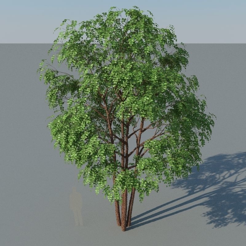 XfrogPlants Gumbo Limbo - Bursera Simaruba  3D model_9