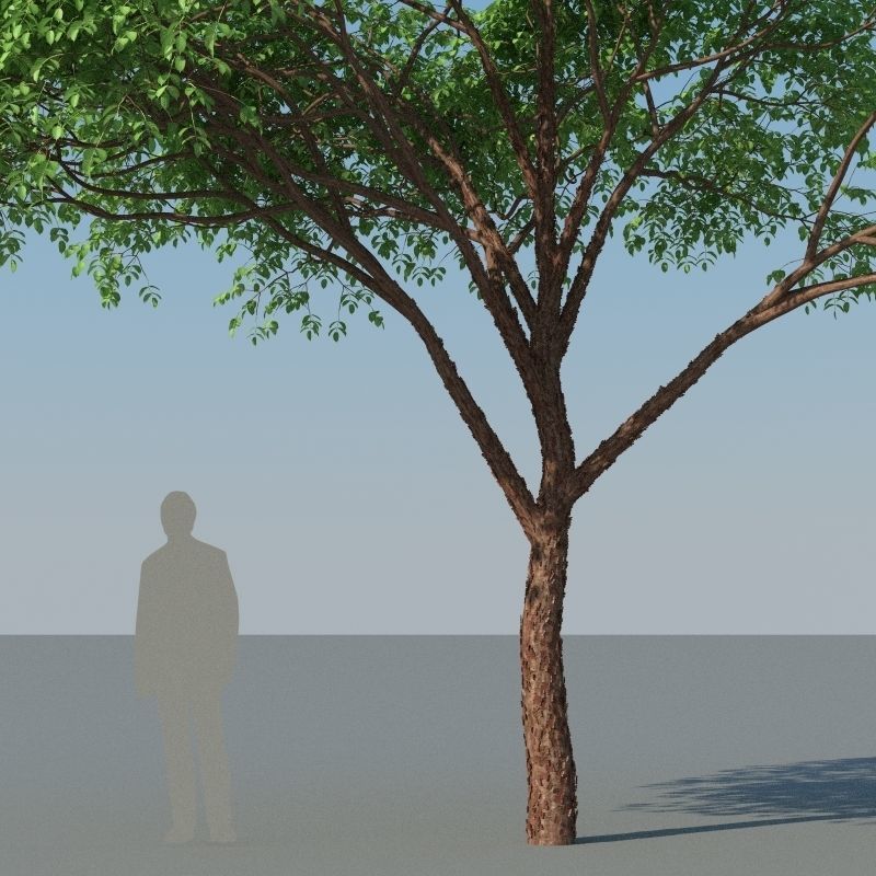 XfrogPlants Gumbo Limbo - Bursera Simaruba  3D model_5