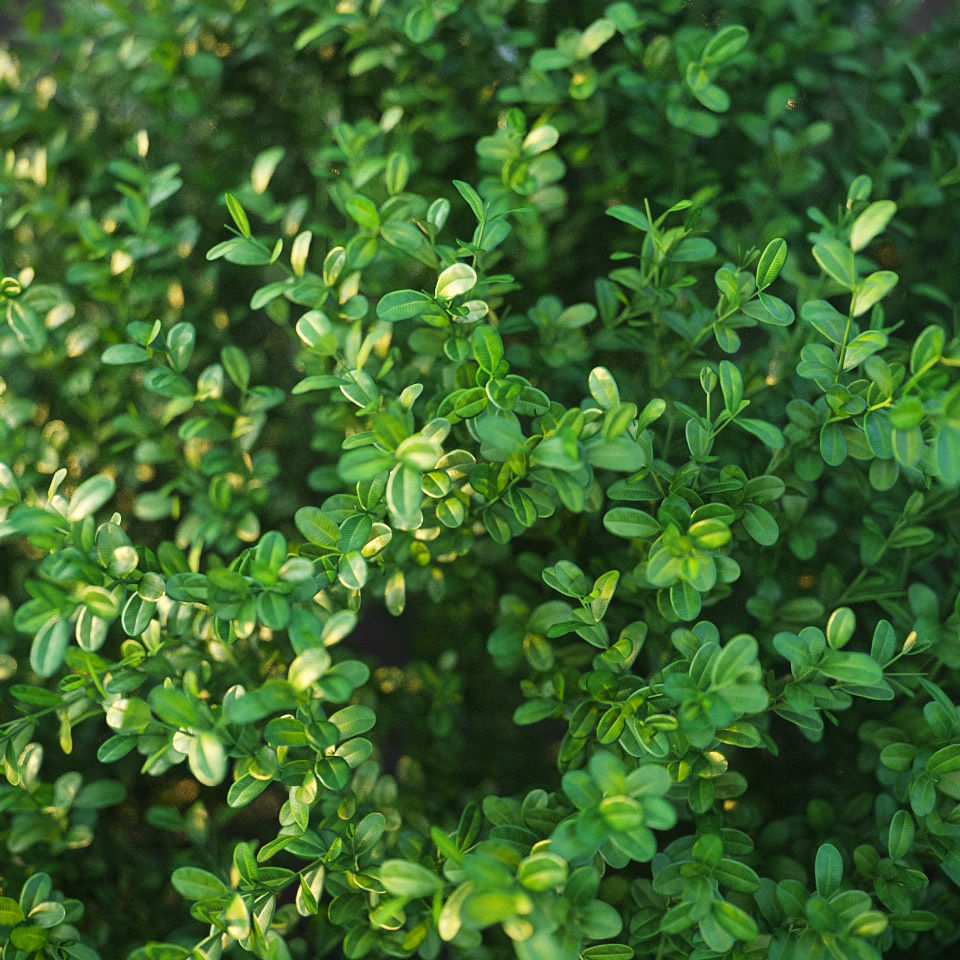 XfrogPlants Buxus Sempervirens  3D model_1
