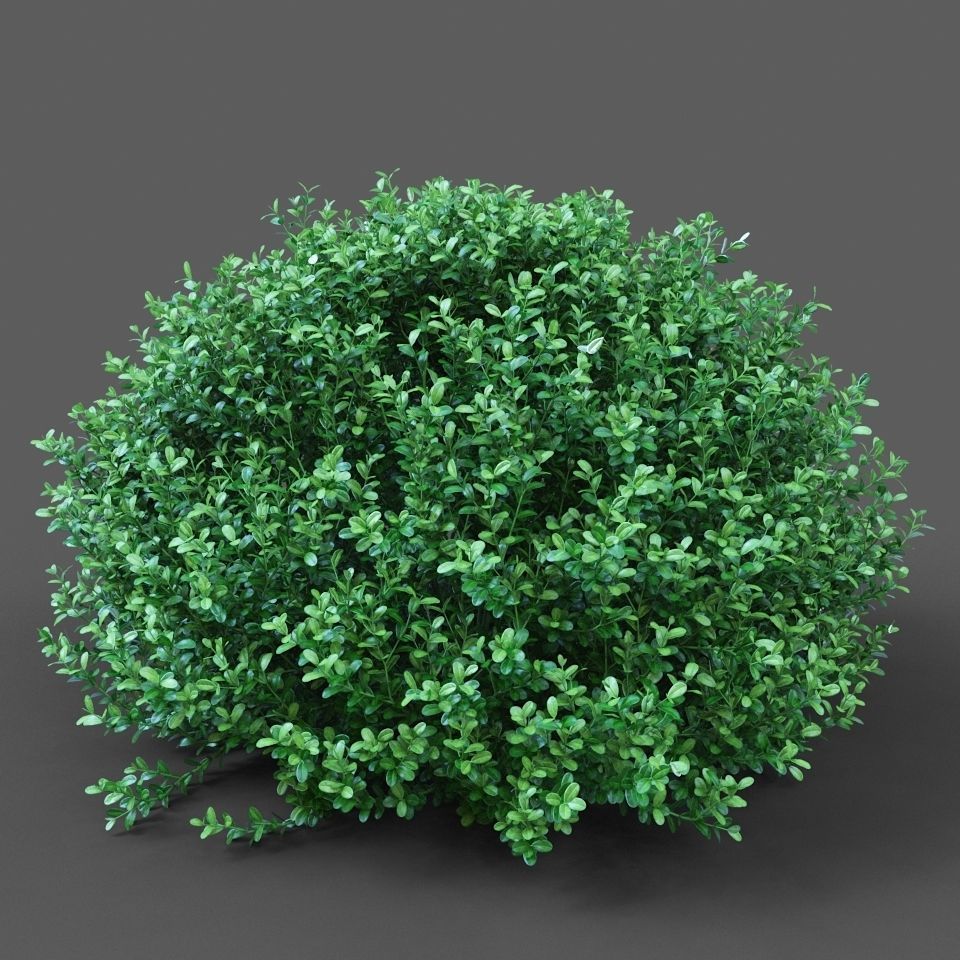 XfrogPlants Buxus Sempervirens  3D model_3