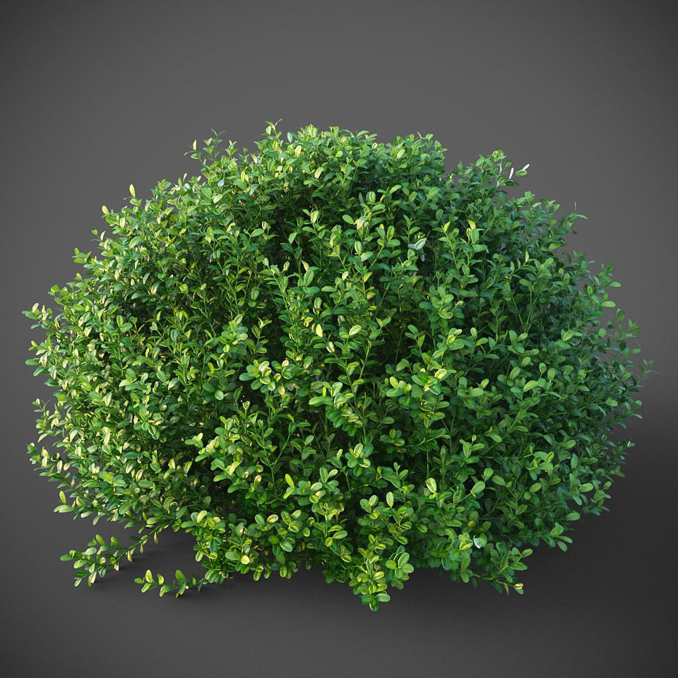 XfrogPlants Buxus Sempervirens  3D model_2