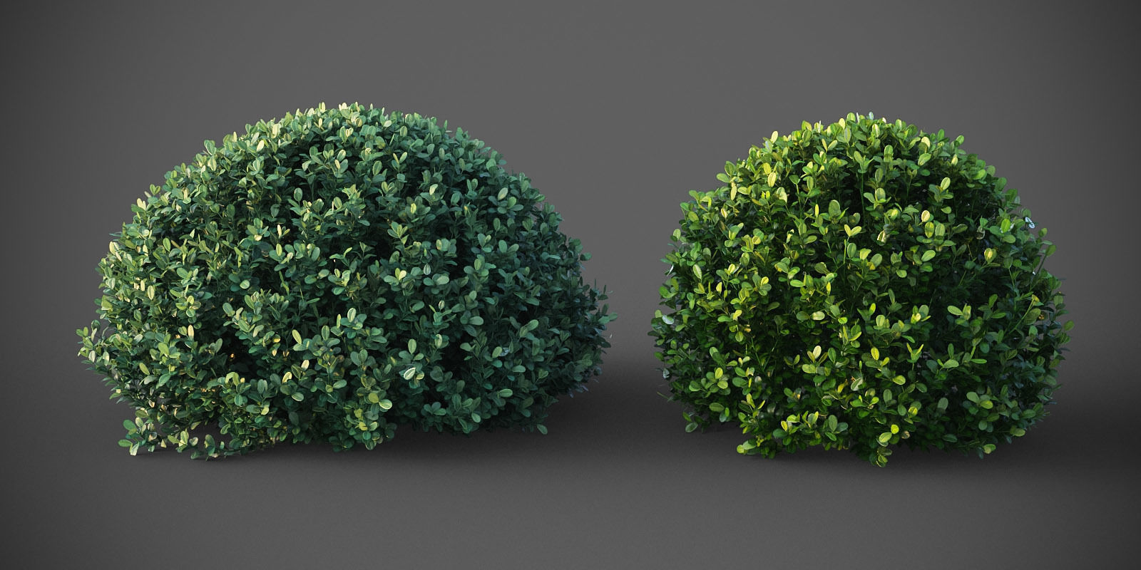 XfrogPlants Buxus Sempervirens  3D model_6