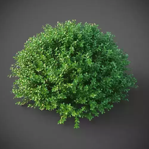 XfrogPlants Buxus Sempervirens  3D model