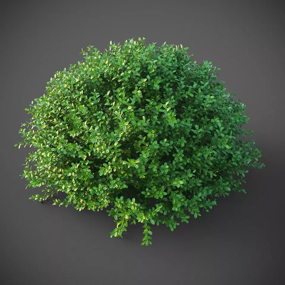XfrogPlants Buxus Sempervirens  3D model_0