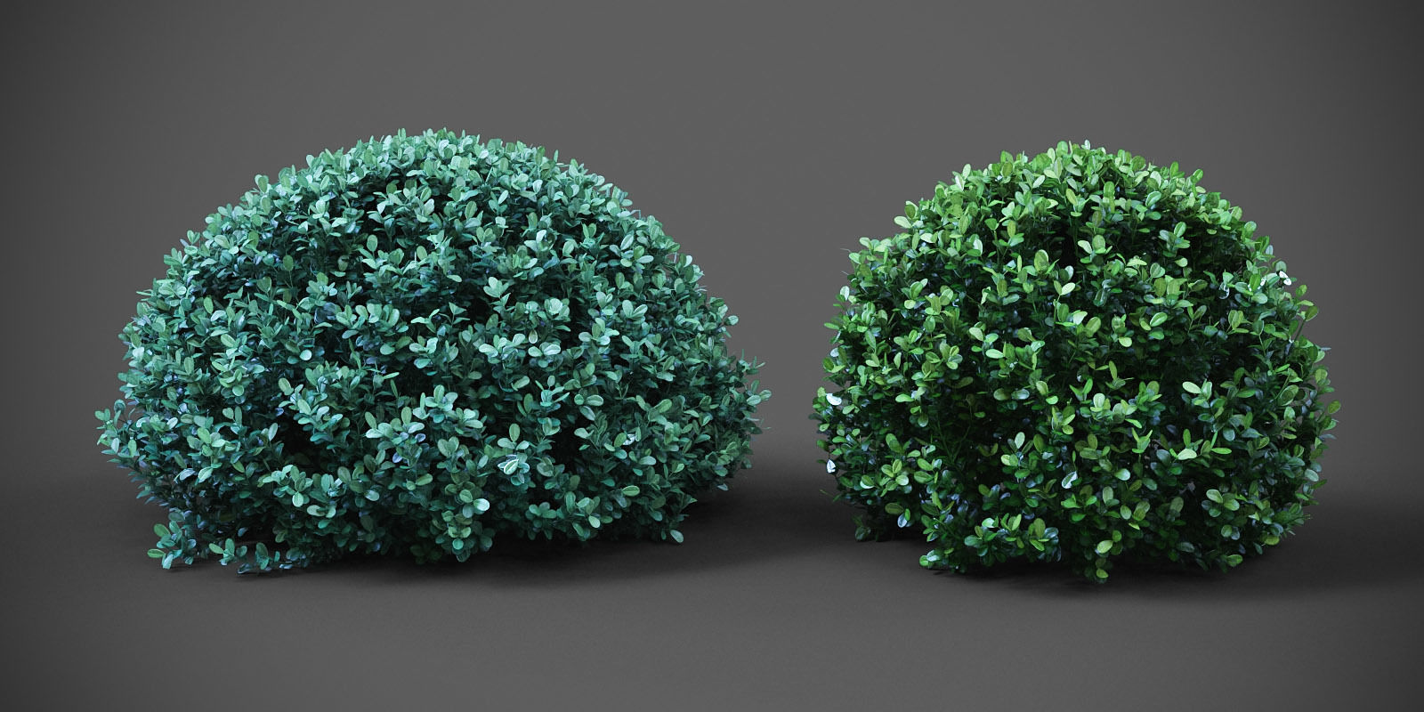 XfrogPlants Buxus Sempervirens  3D model_5