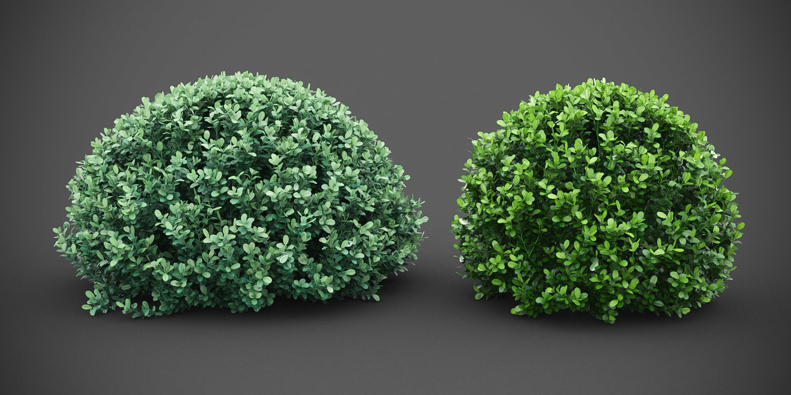XfrogPlants Buxus Sempervirens  3D model_4