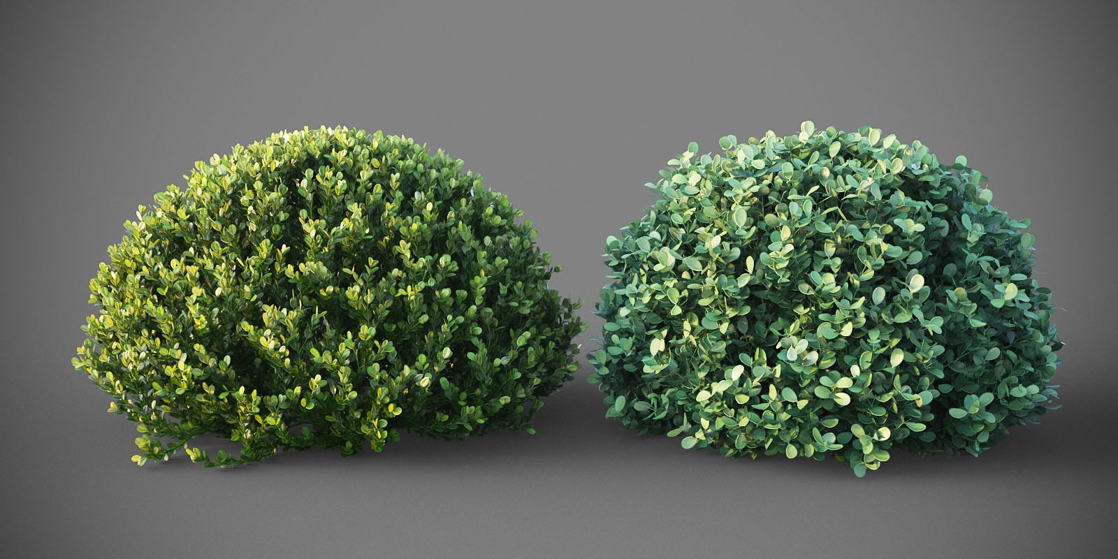 XfrogPlants Buxus Sempervirens  3D model_7