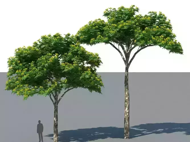 XfrogPlants Juca - Caesalpinia Ferrea  3D model