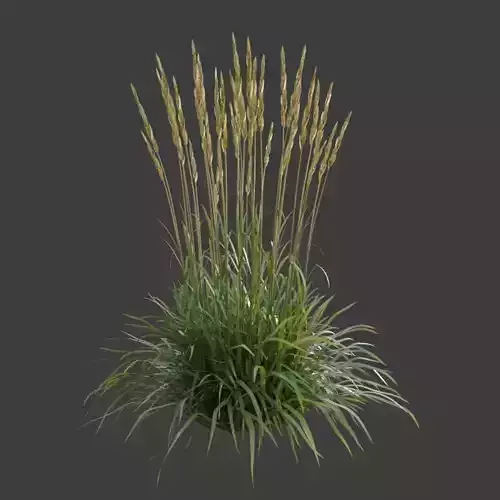 XfrogPlants Feather Reed Grass - Calamagrostis Acutiflora  3D model