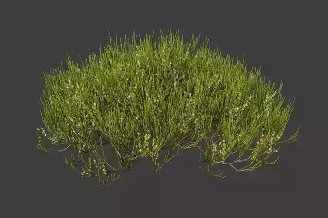 XfrogPlants Phog - Calligonum Polygonoides  3D model