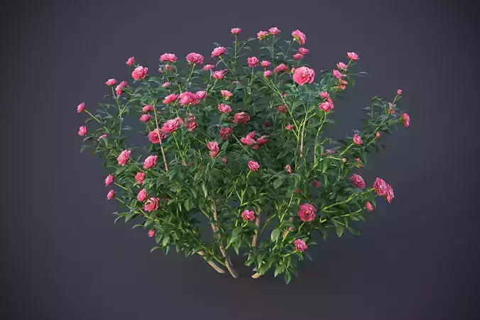 XfrogPlants Japanese Camellia - Camellia Japonica  3D model