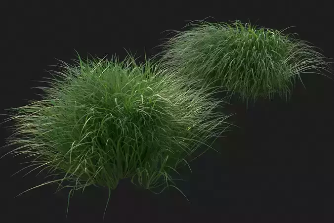 XfrogPlants Pennsylvania Sedge - Carex Pensylvanica  3D model