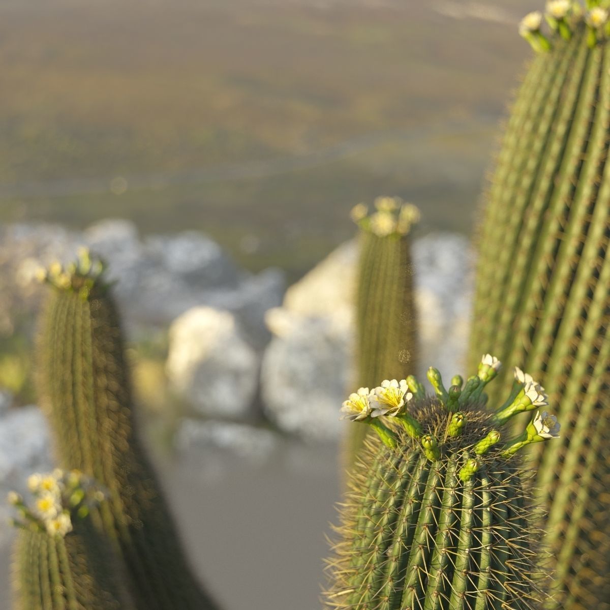 XfrogPlants Saguaro - Carnegiea Gigantea  3D model_2