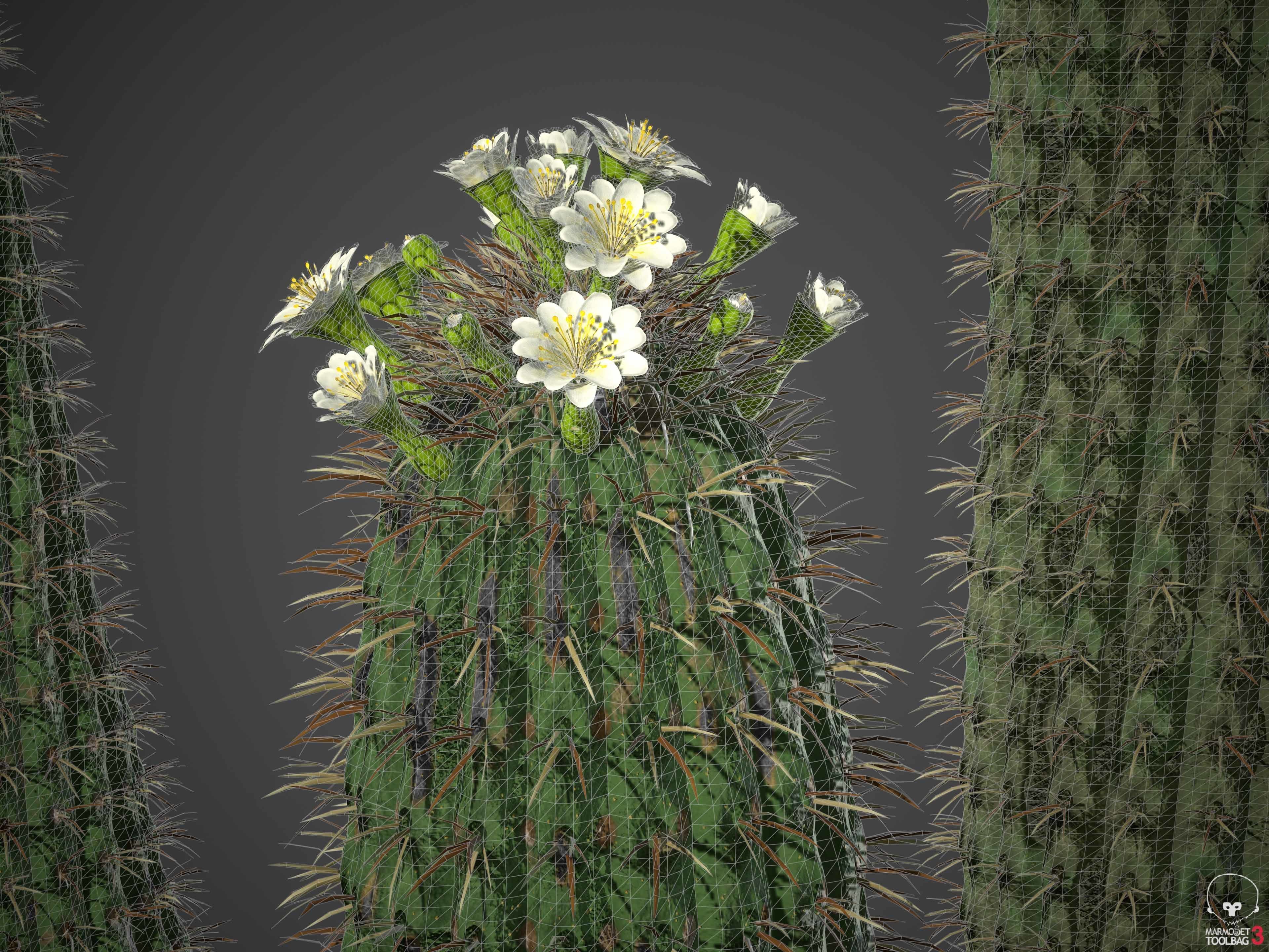 XfrogPlants Saguaro - Carnegiea Gigantea  3D model_8