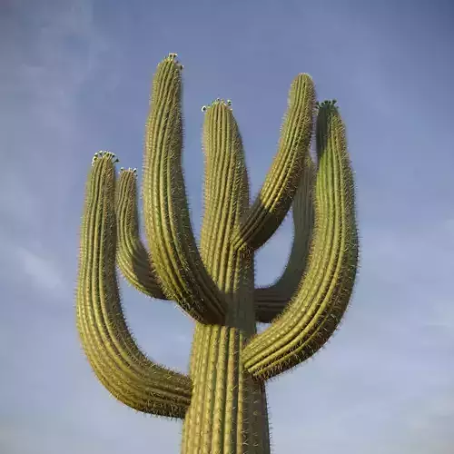 XfrogPlants Saguaro - Carnegiea Gigantea  3D model