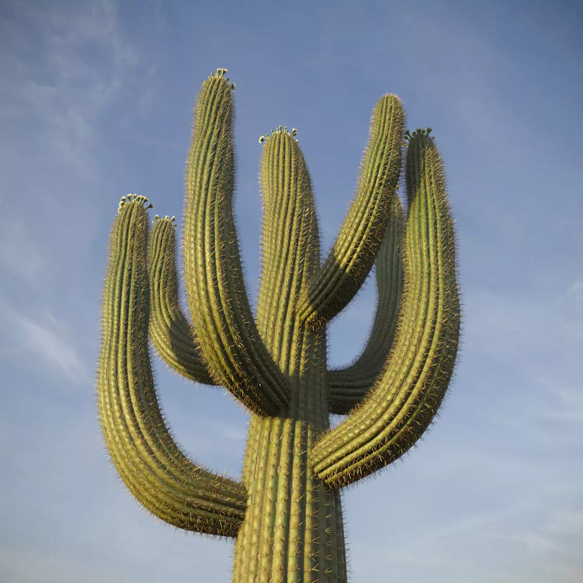 XfrogPlants Saguaro - Carnegiea Gigantea  3D model_0
