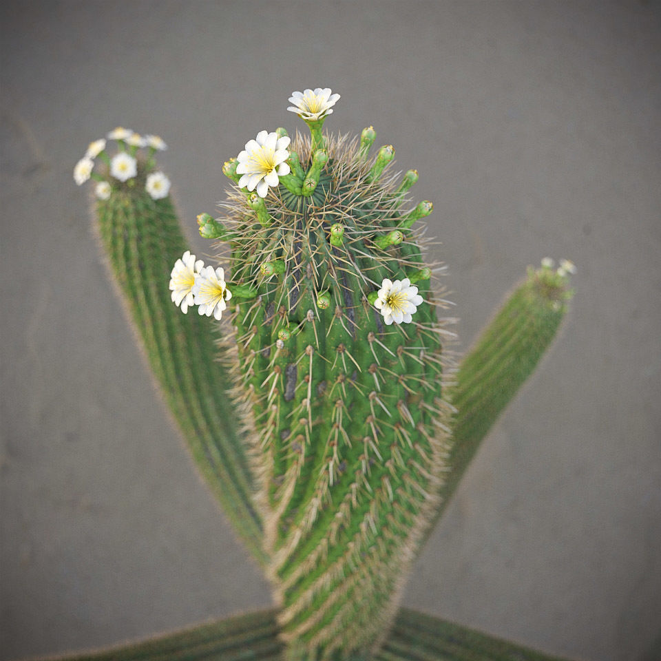 XfrogPlants Saguaro - Carnegiea Gigantea  3D model_6