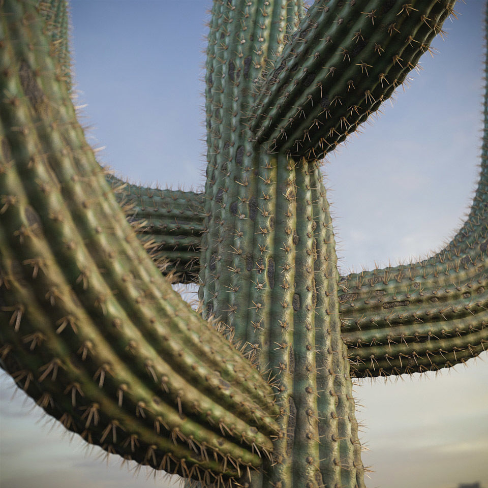 XfrogPlants Saguaro - Carnegiea Gigantea  3D model_4