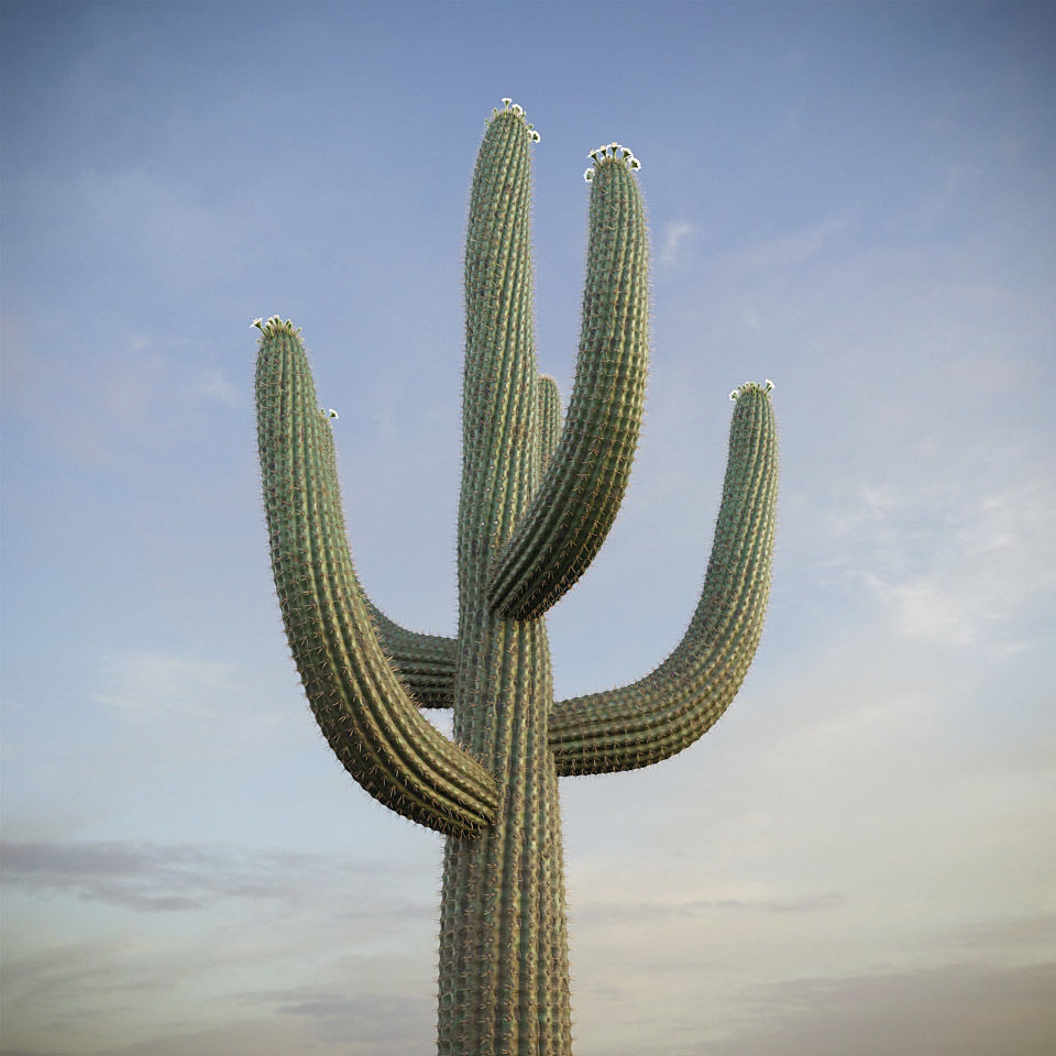 XfrogPlants Saguaro - Carnegiea Gigantea  3D model_3