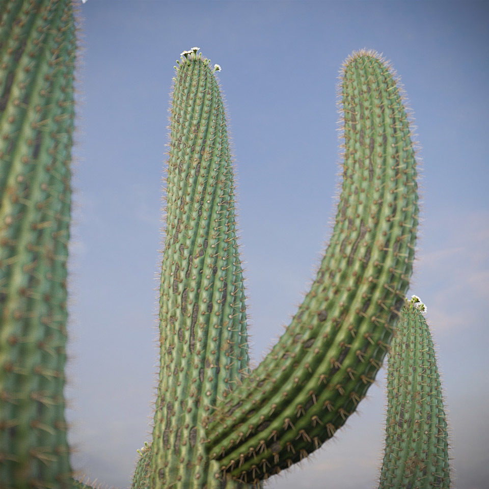 XfrogPlants Saguaro - Carnegiea Gigantea  3D model_5