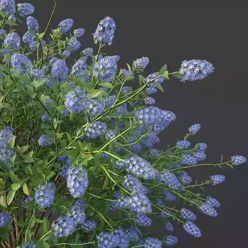 XfrogPlants Blueblossom - Ceanothus Thyrisflorus  3D model