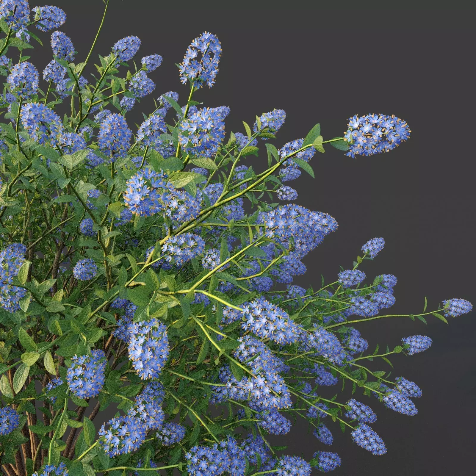 XfrogPlants Blueblossom - Ceanothus Thyrisflorus 3D model