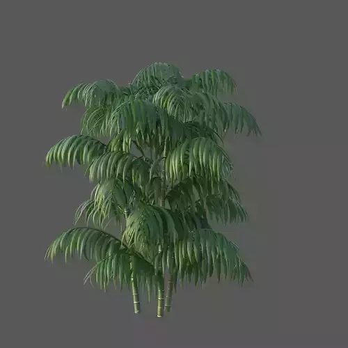XfrogPlants Parlour Palm - Chamaedorea Elegans  3D model