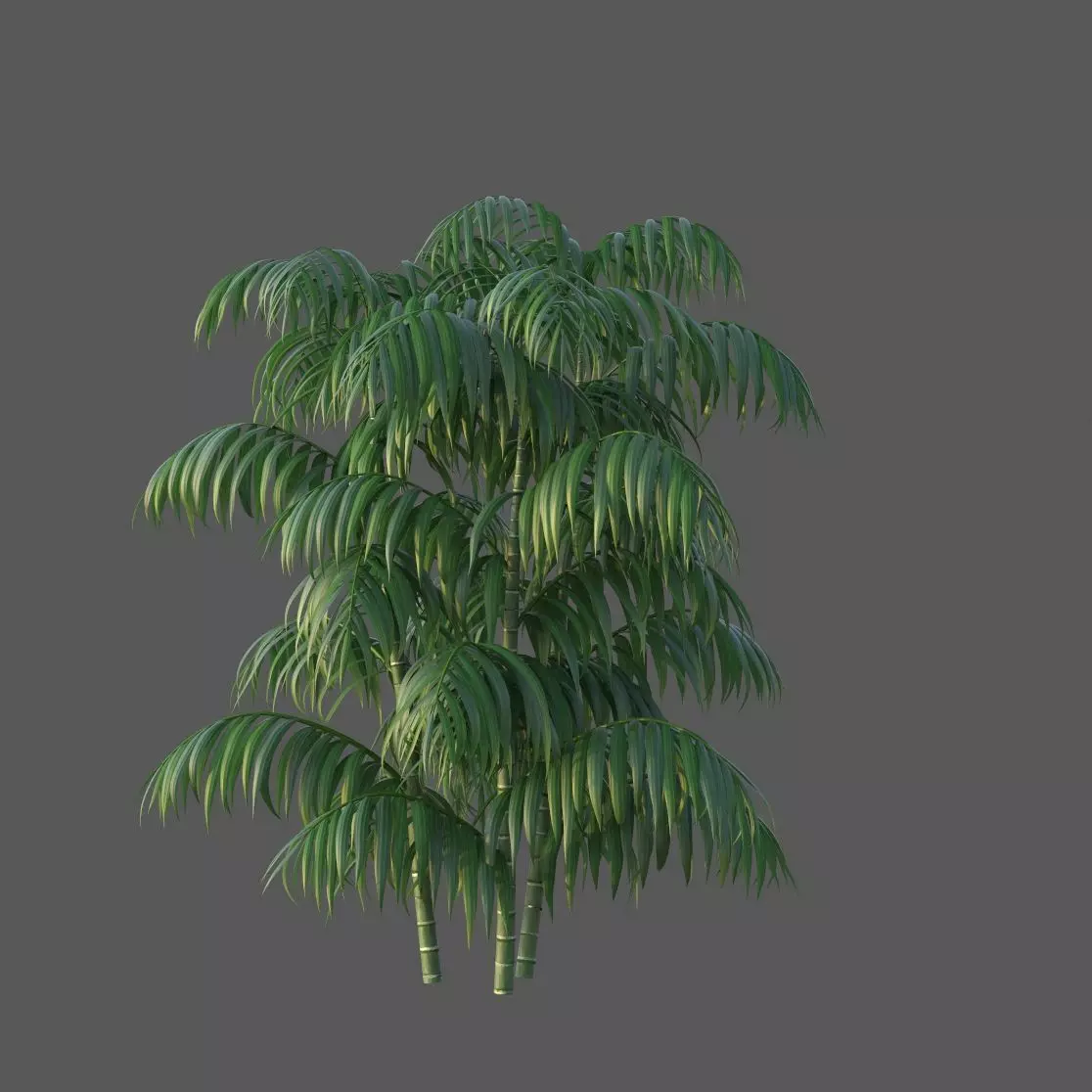 XfrogPlants Parlour Palm - Chamaedorea Elegans  3D model_0
