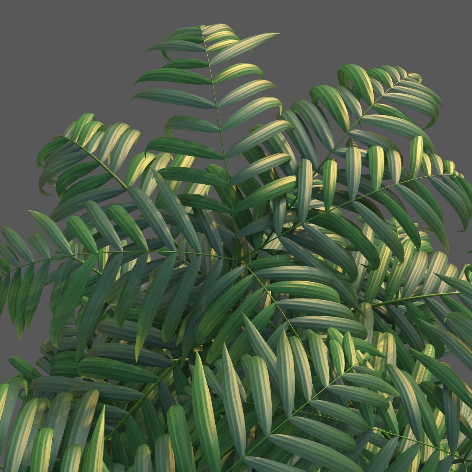XfrogPlants Parlour Palm - Chamaedorea Elegans  3D model_3