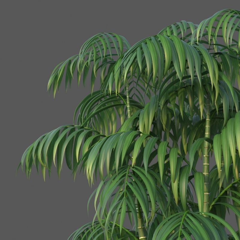 XfrogPlants Parlour Palm - Chamaedorea Elegans  3D model_2