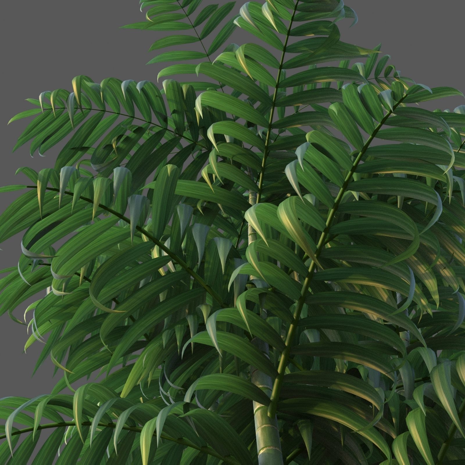 XfrogPlants Parlour Palm - Chamaedorea Elegans  3D model_4