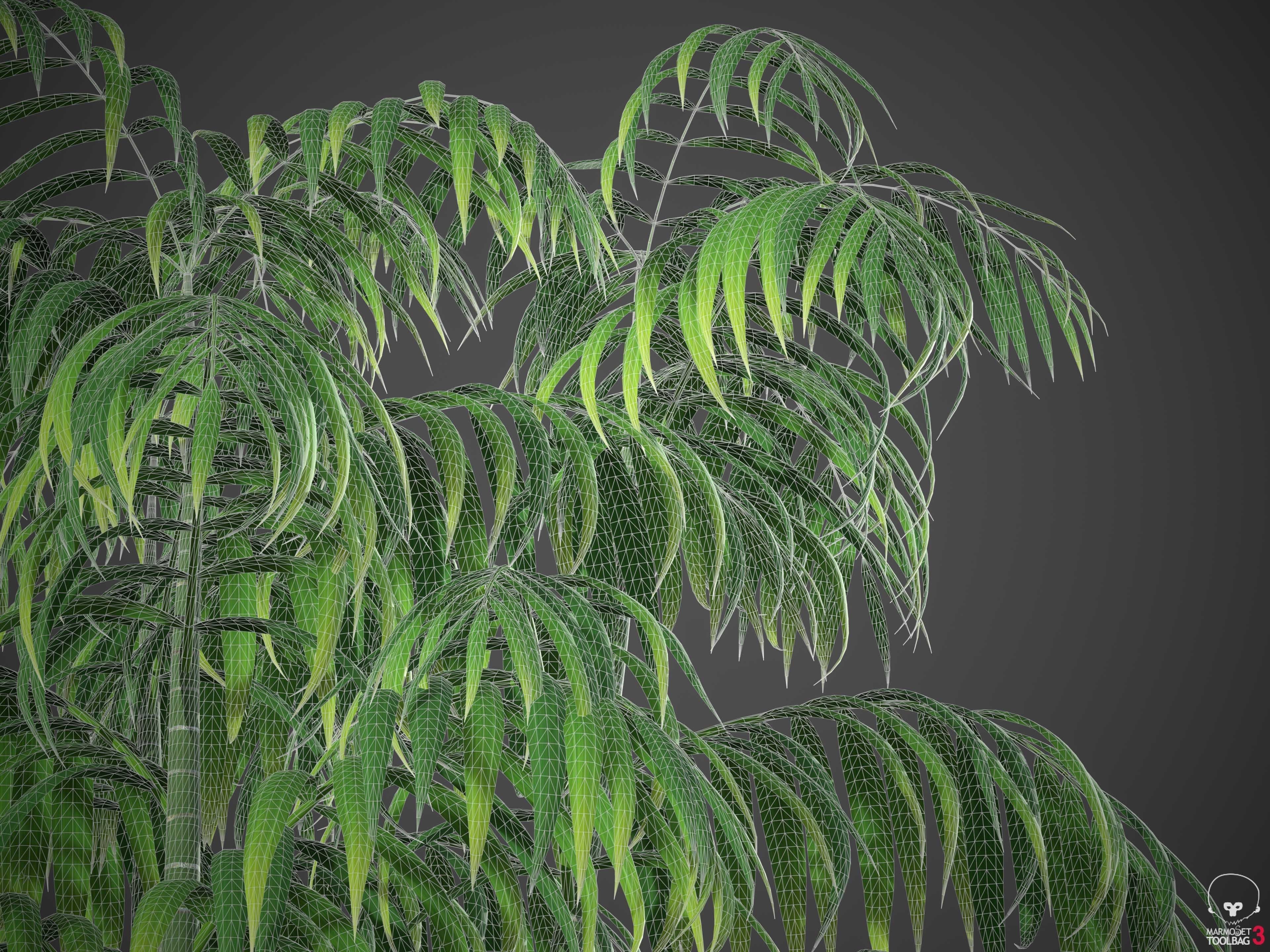 XfrogPlants Parlour Palm - Chamaedorea Elegans  3D model_6