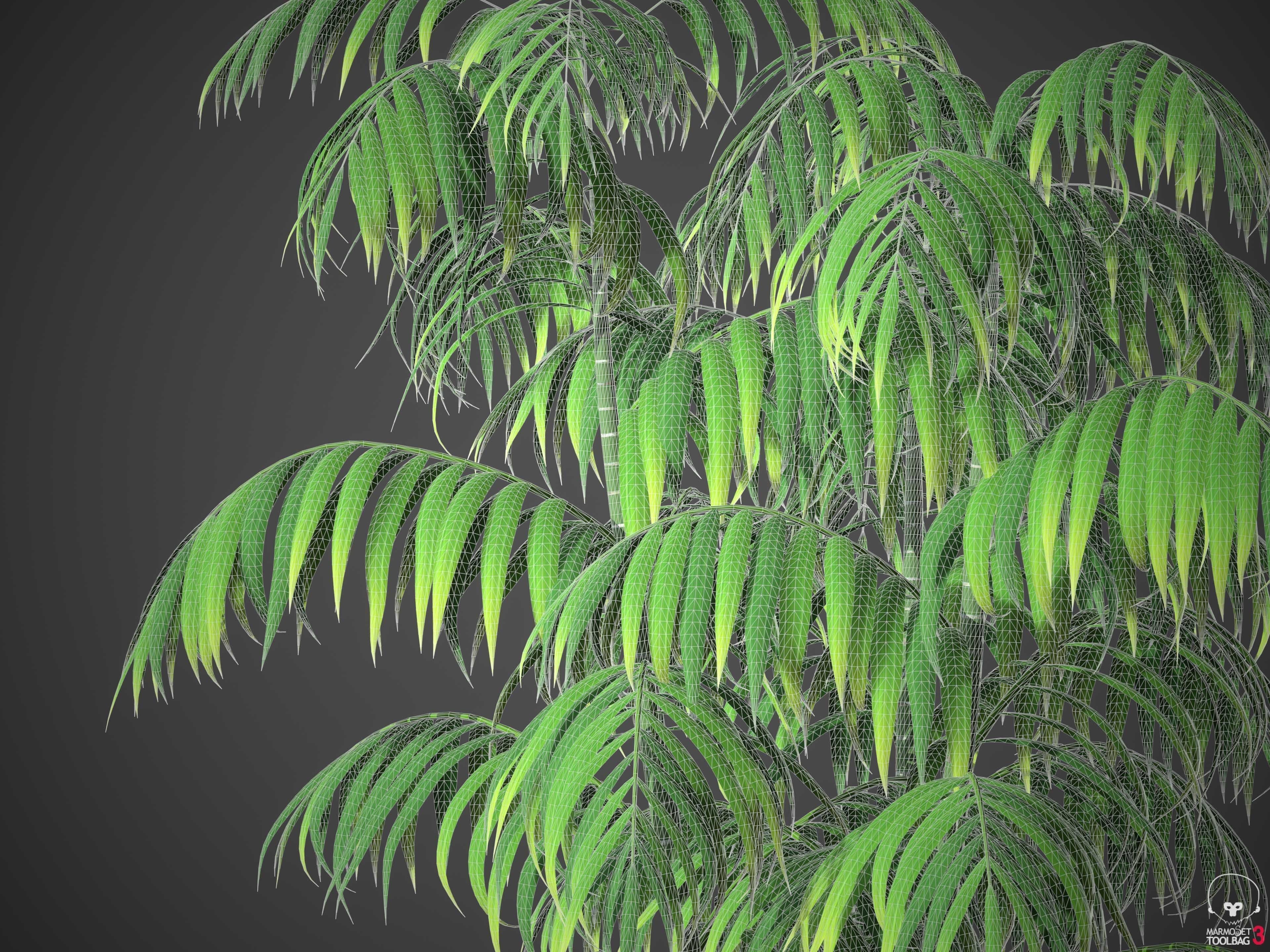 XfrogPlants Parlour Palm - Chamaedorea Elegans  3D model_5