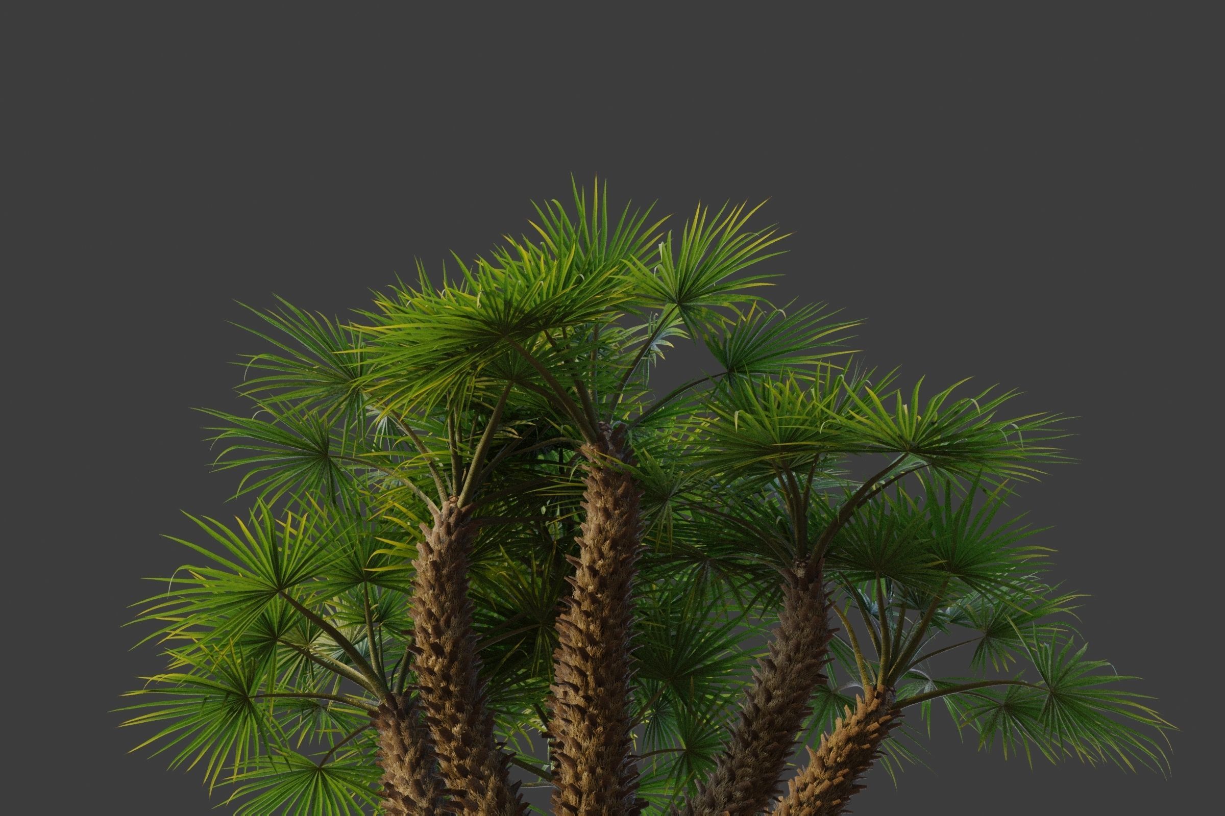 XfrogPlants European Fan Palm - Chamaerops Humilis  3D model_5